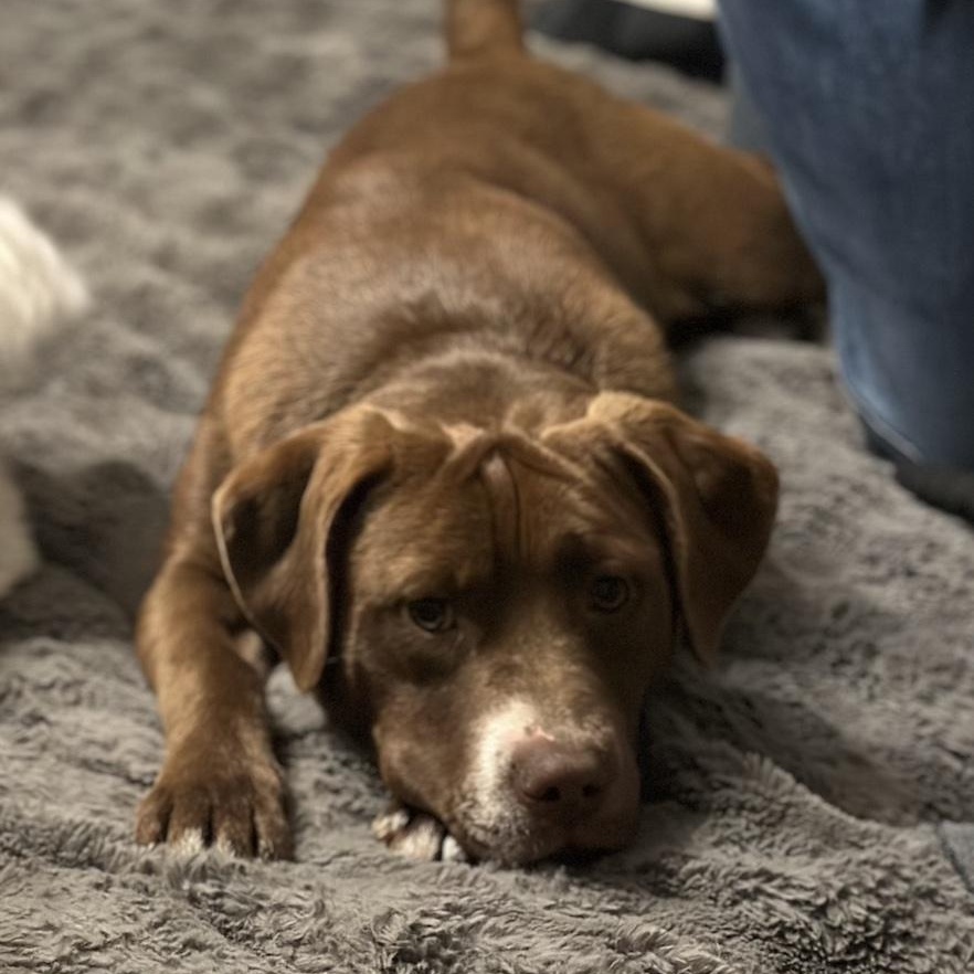 Letty, ADOPTABLE, Puppy Female Labrador Retriever & Mixed Breed.
