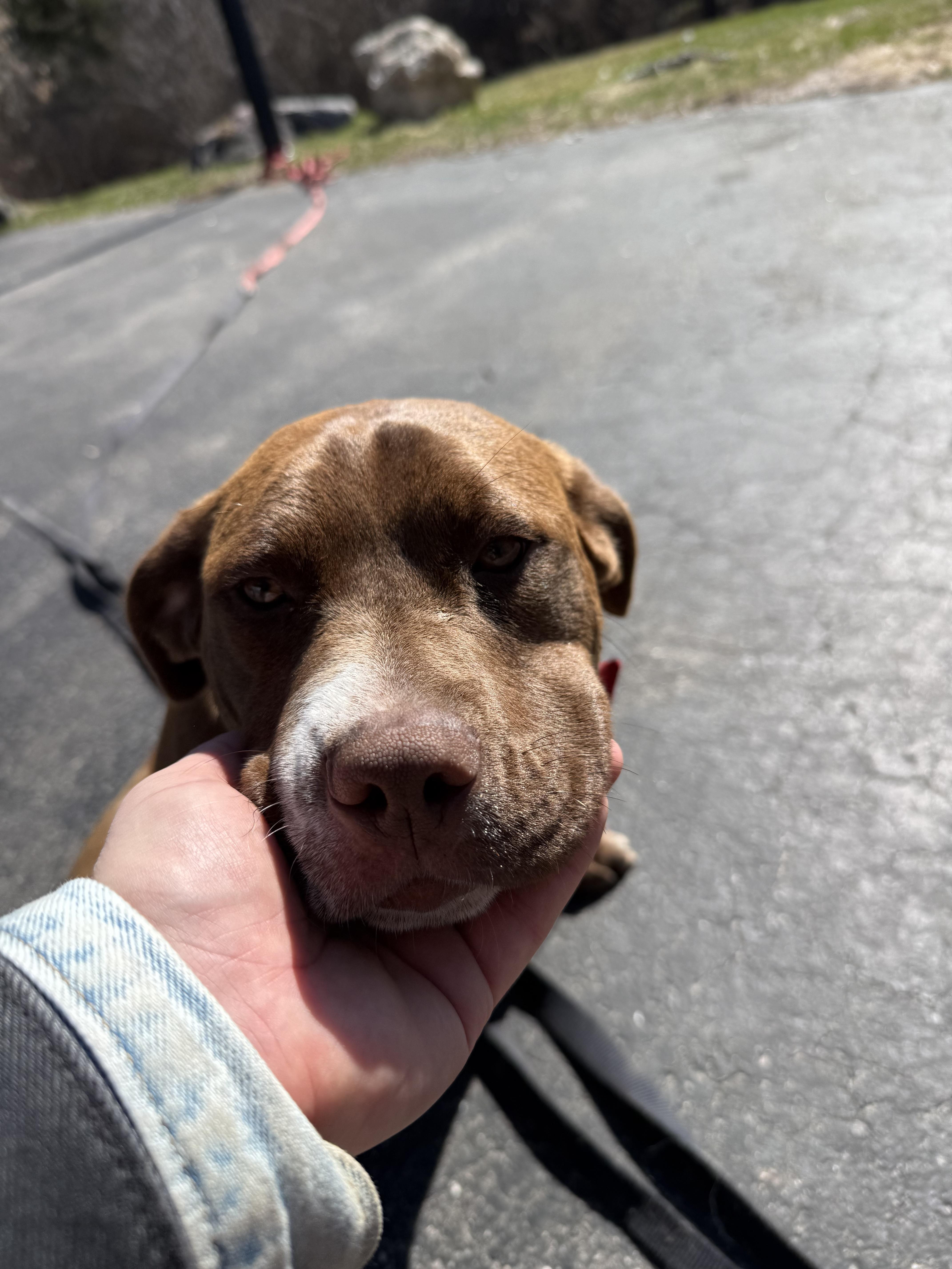 Enlarge Letty, a ADOPTABLE mixed breed in Cedarburg, WI image 4/6