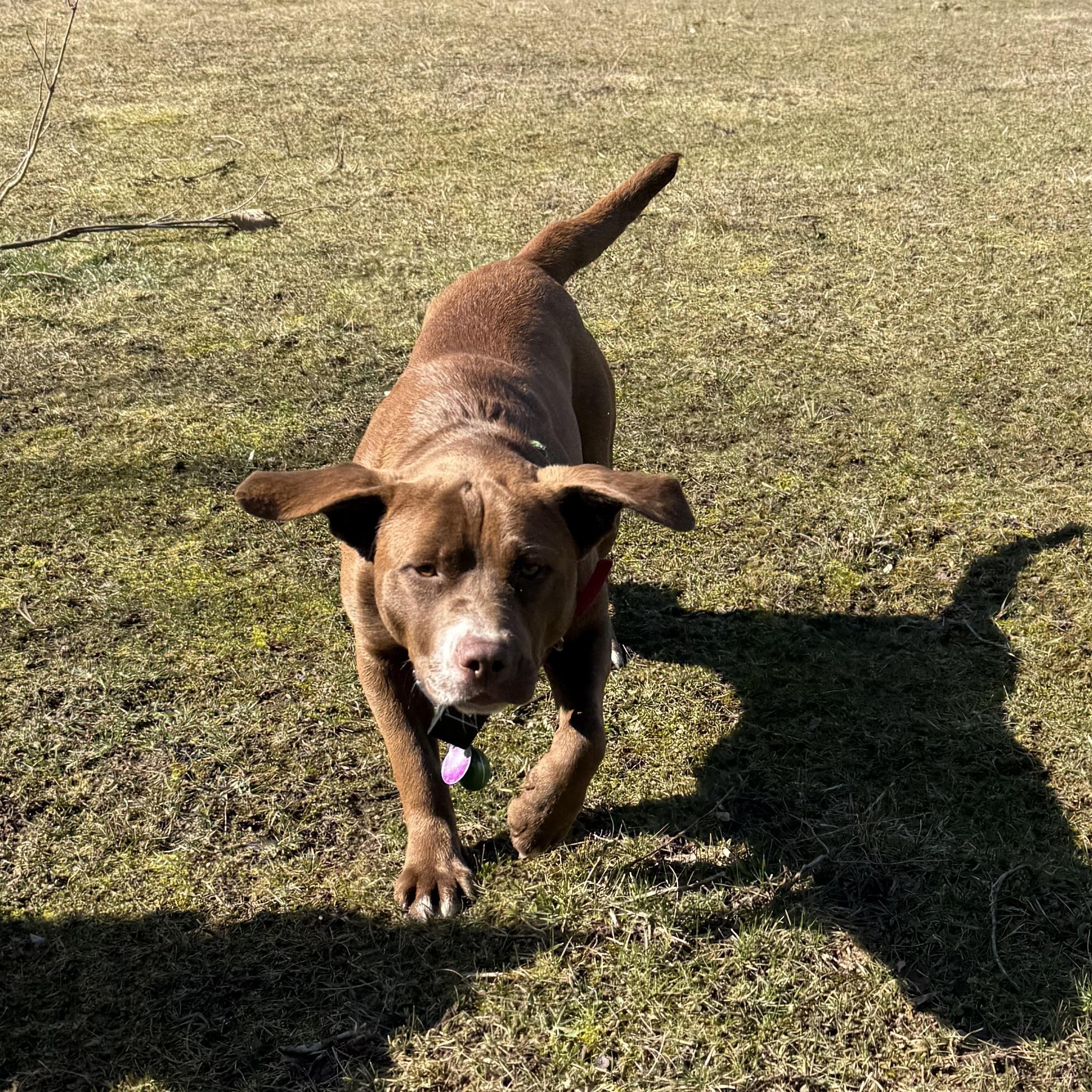Enlarge Letty, a ADOPTABLE mixed breed in Cedarburg, WI image 2/6