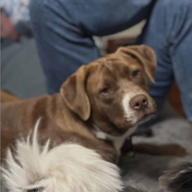 Enlarge Letty, a ADOPTABLE mixed breed in Cedarburg, WI image 3/6