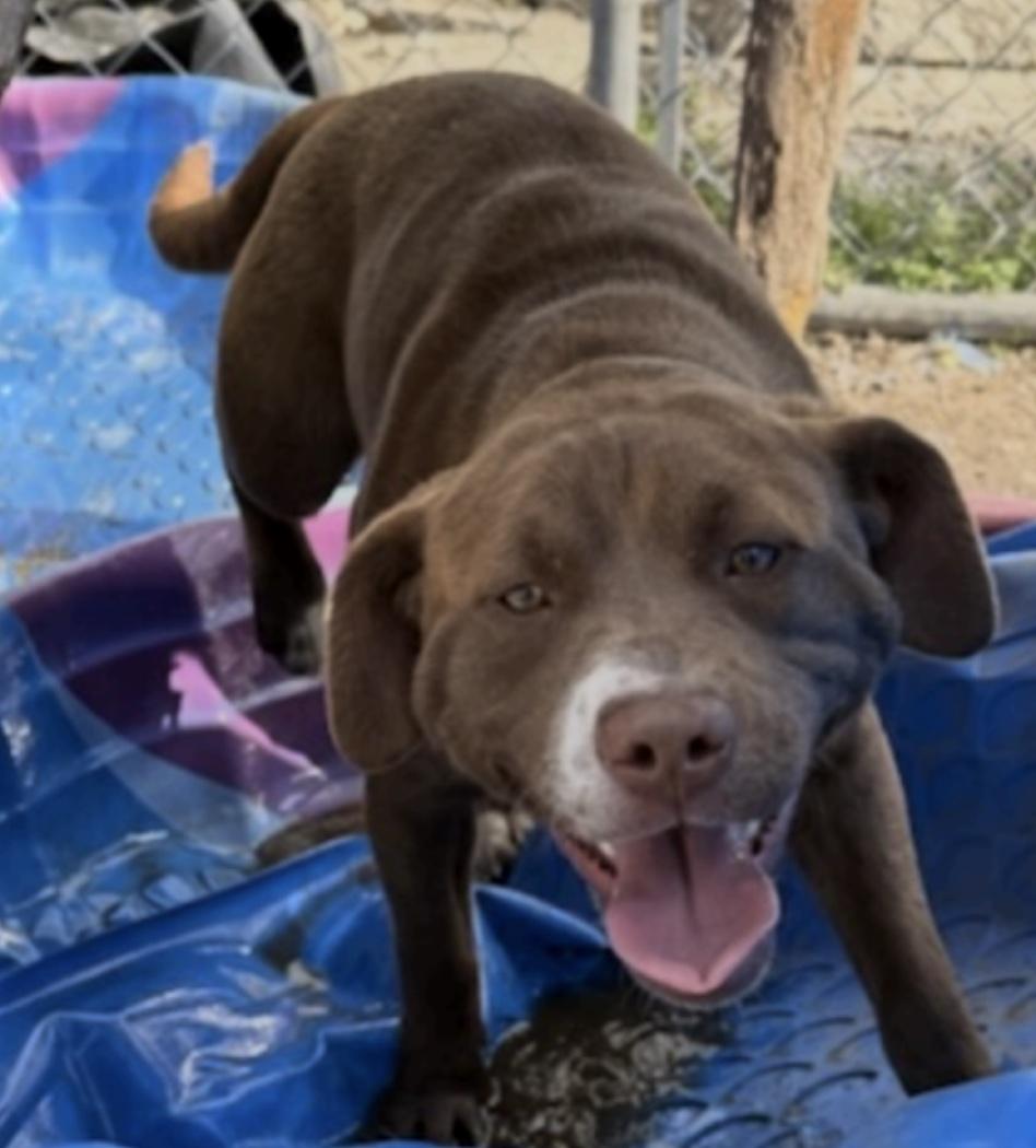 Letty, ADOPTABLE, Puppy Female Labrador Retriever & Mixed Breed.