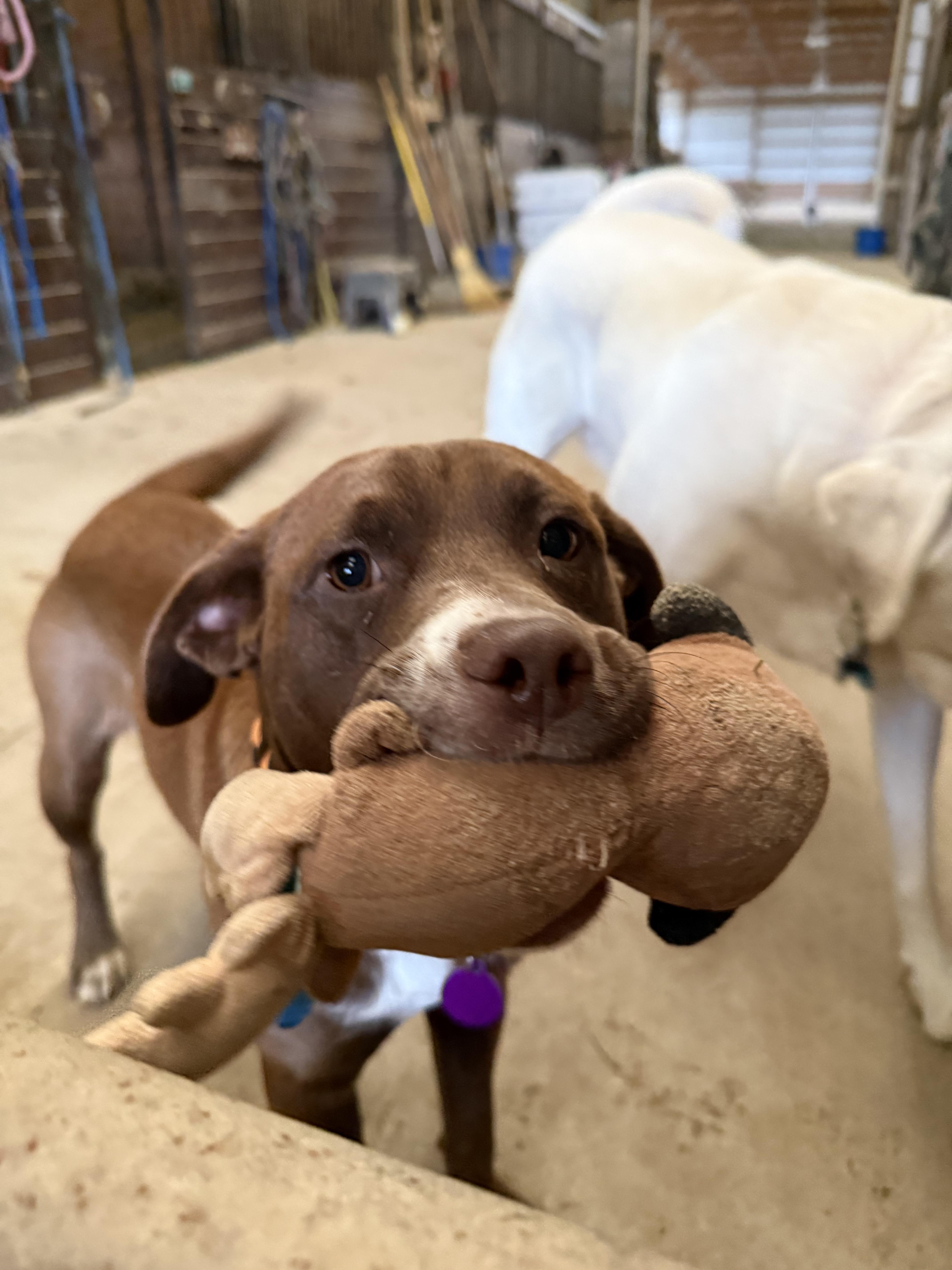 Letty, ADOPTABLE, Puppy Female Labrador Retriever & Mixed Breed.