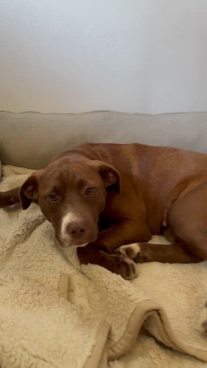 Enlarge Letty, a ADOPTABLE mixed breed in Cedarburg, WI video 6/6