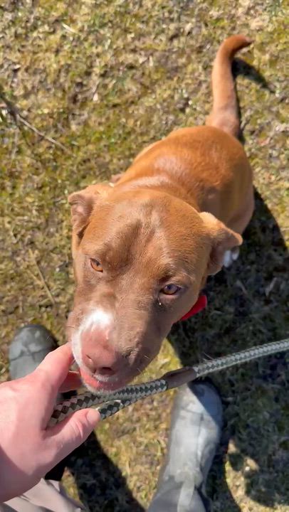 Enlarge Letty, a ADOPTABLE mixed breed in Cedarburg, WI video 6/6