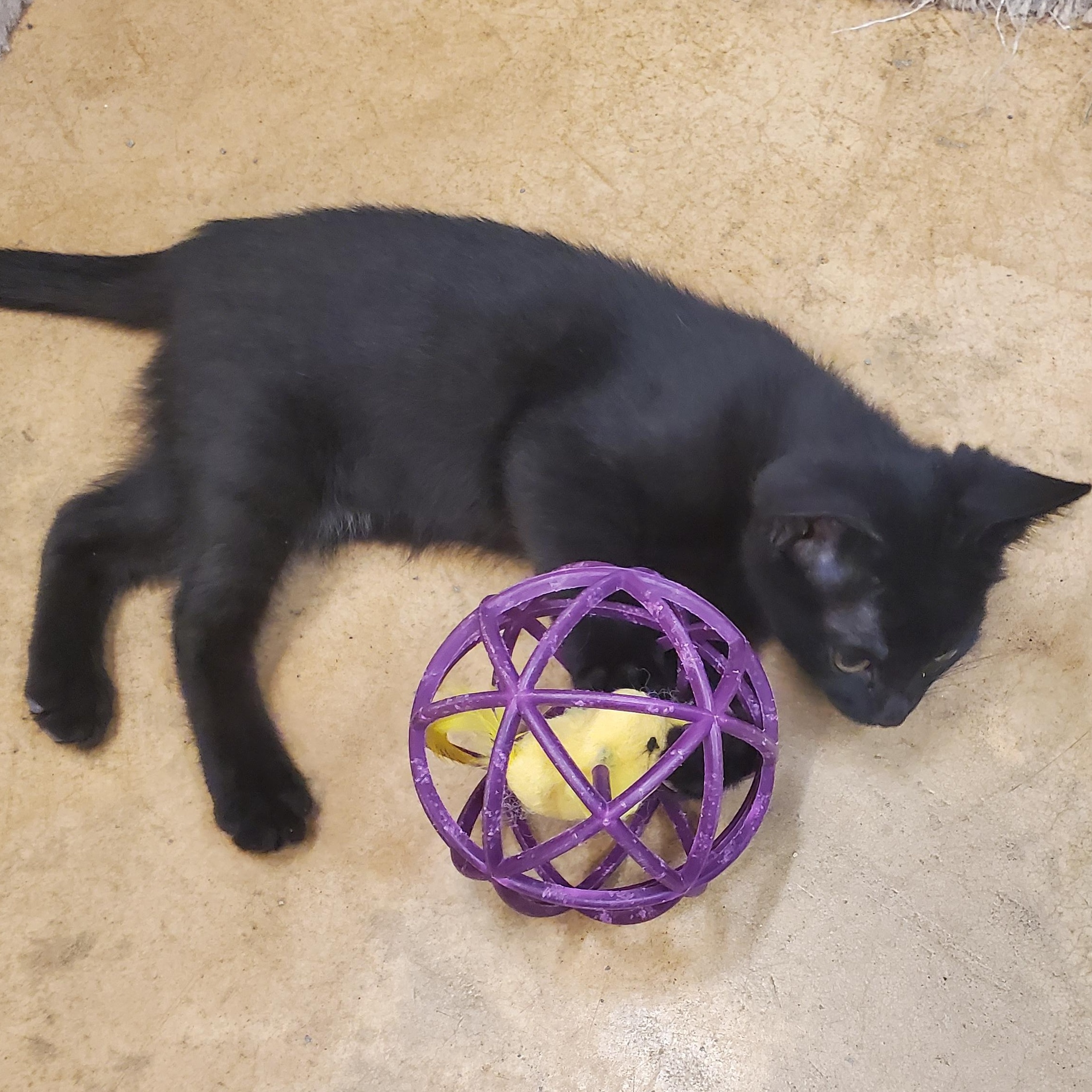 Nebula, Baby Female unknown