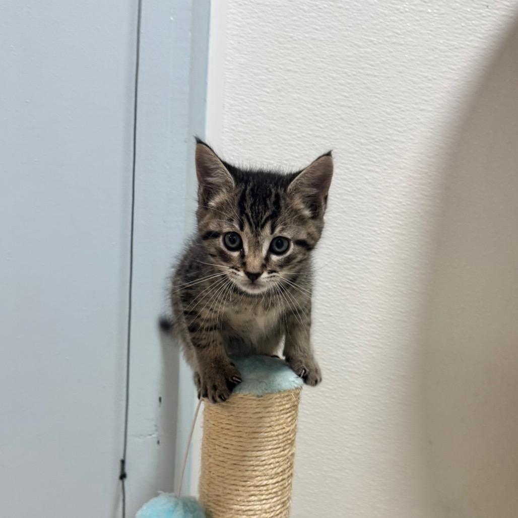 Dallas, a Adoptable Domestic Short Hair in Simpsonville, SC image 1/6