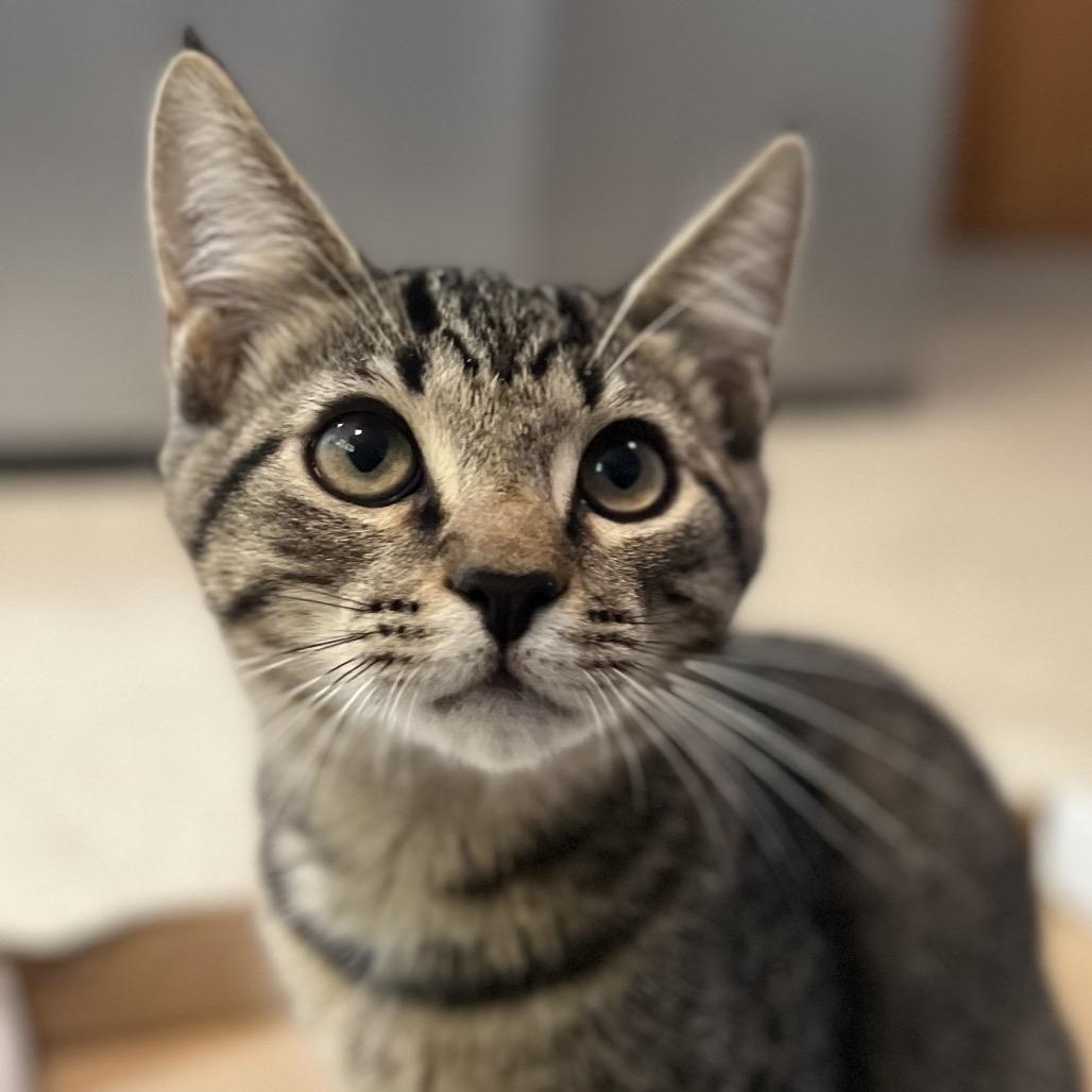 Dallas, a Adoptable Domestic Short Hair in Simpsonville, SC image 2/6