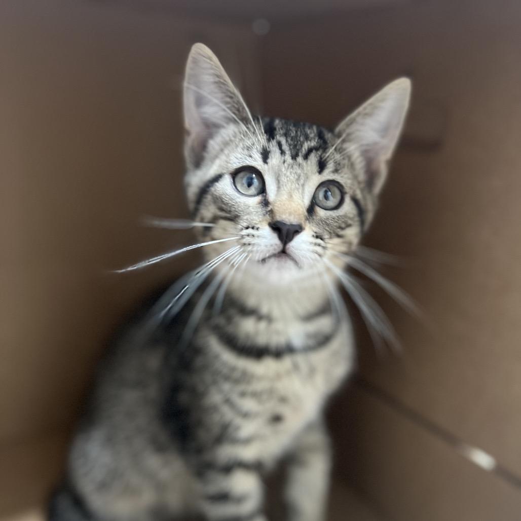 Dallas, a Adoptable Domestic Short Hair in Simpsonville, SC image 3/6