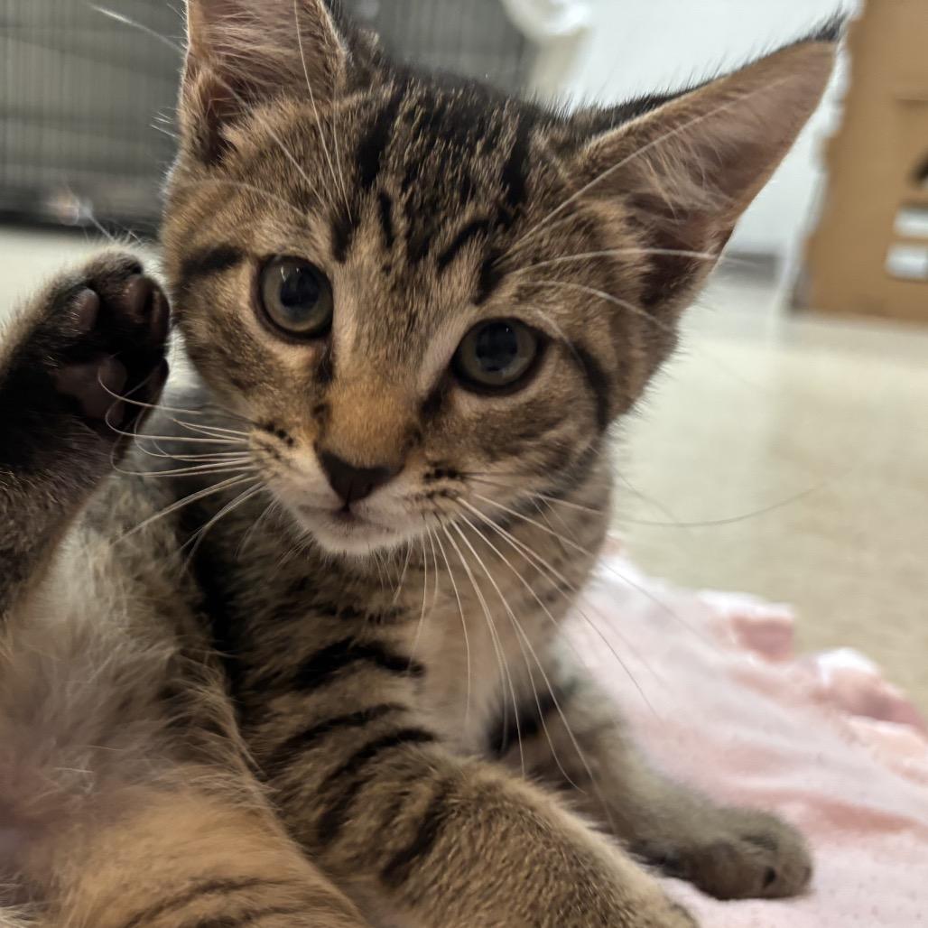 Dallas, a Adoptable Domestic Short Hair in Simpsonville, SC image 4/6