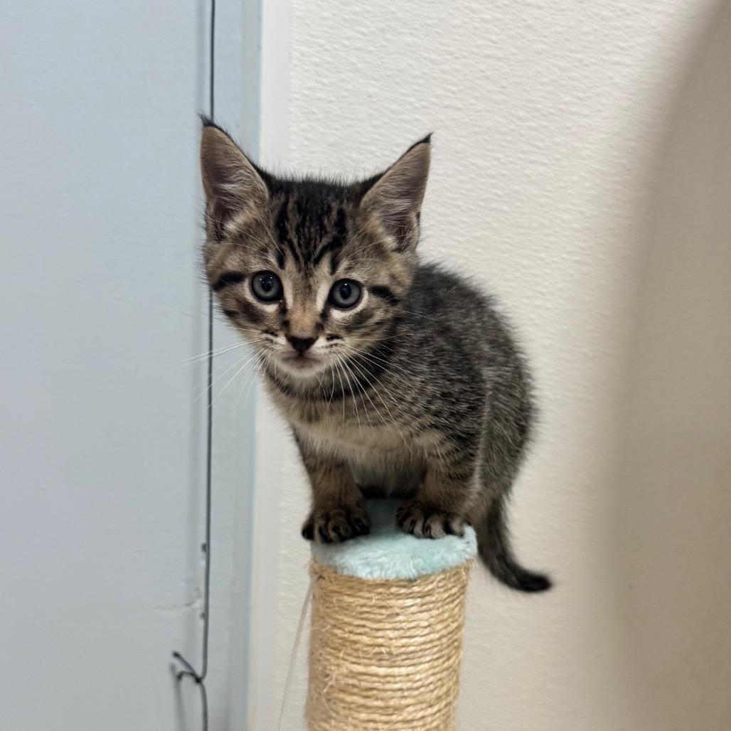 Dallas, a Adoptable Domestic Short Hair in Simpsonville, SC image 5/6