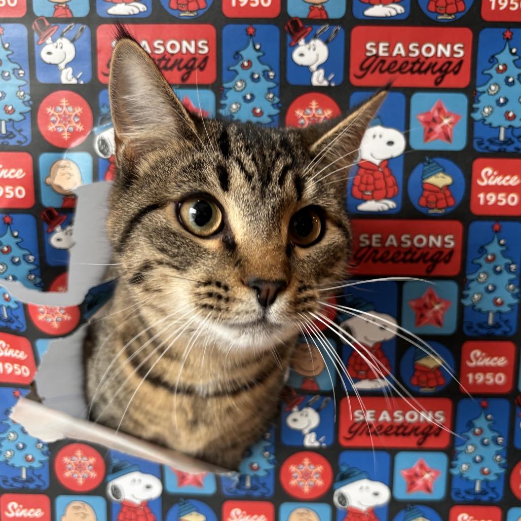 Dallas, a Adoptable Domestic Short Hair in Simpsonville, SC image 6/6