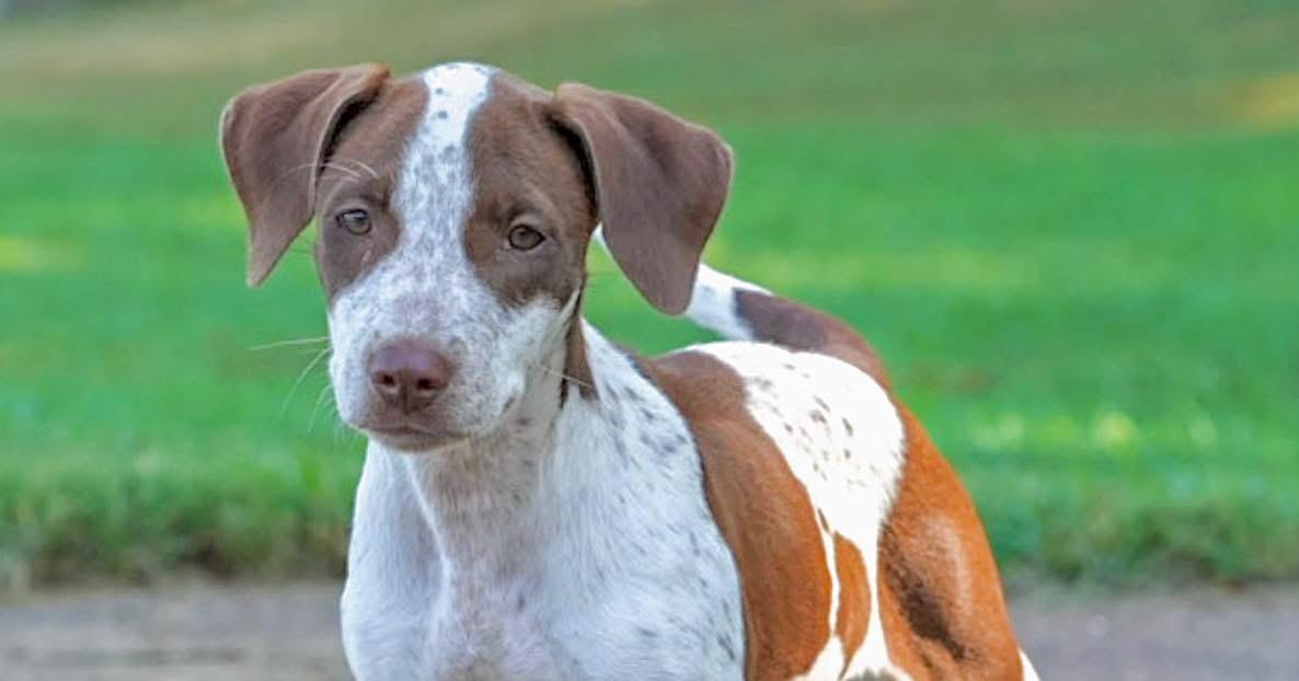 Enlarge Libby, a Adoptable mixed breed in Berwick, ME image 2/2