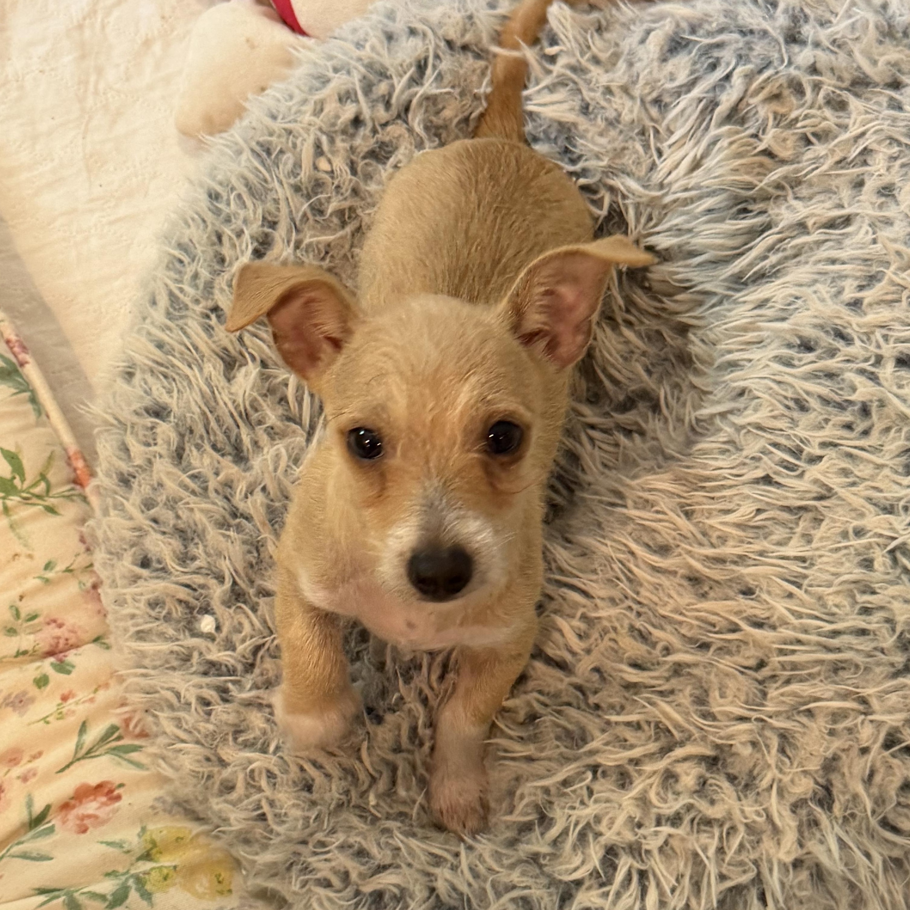 Enlarge Jonah, a ADOPTABLE mixed breed in Alabaster, AL image 4/5