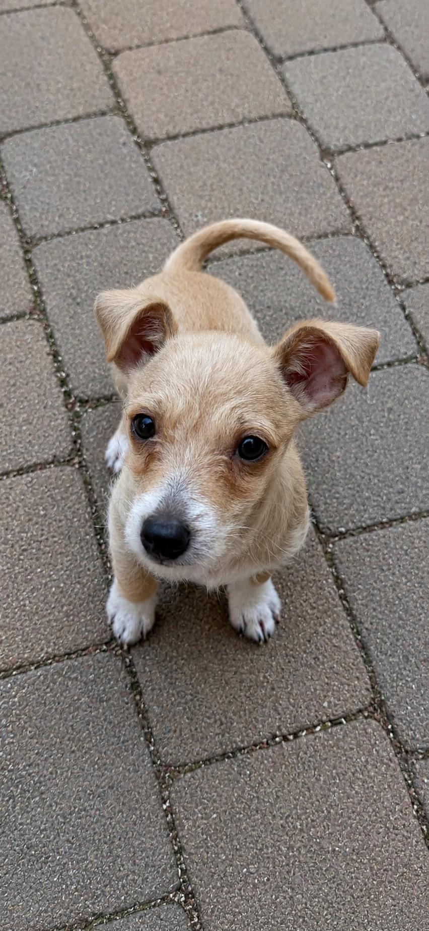 Enlarge Jonah, a ADOPTABLE mixed breed in Alabaster, AL image 3/5