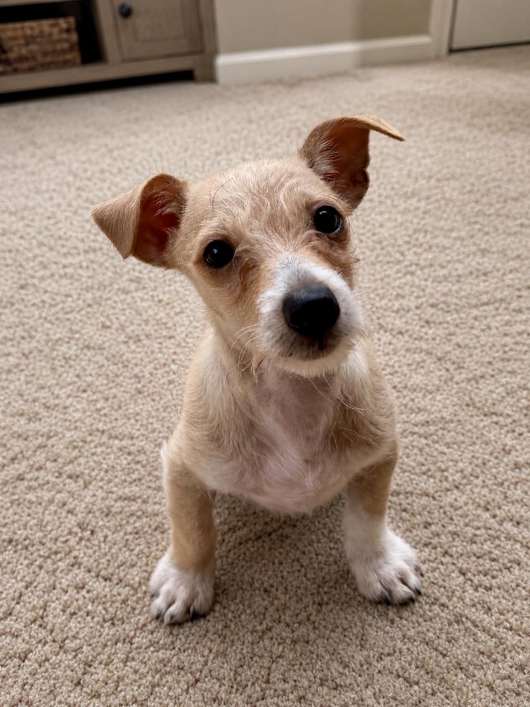 Jonah, ADOPTABLE, Puppy Male Chiweenie & Dachshund.