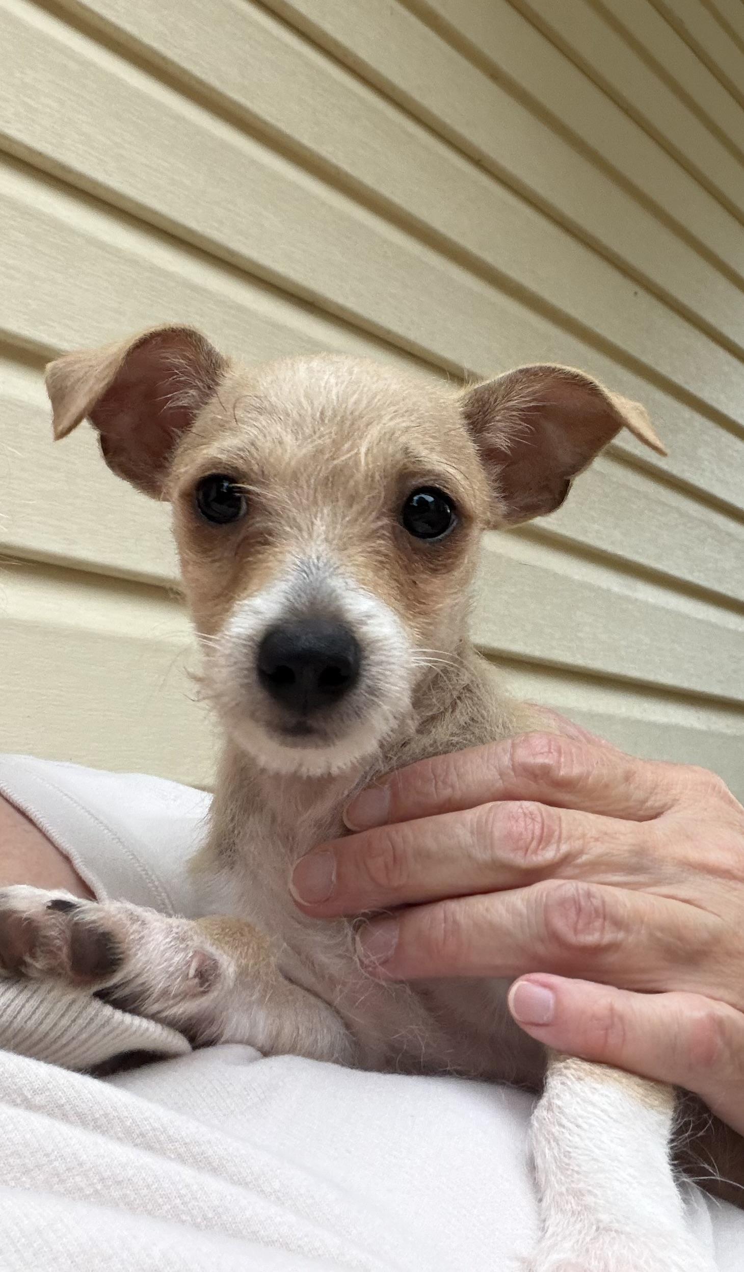 Enlarge Jonah, a ADOPTABLE mixed breed in Alabaster, AL image 5/5