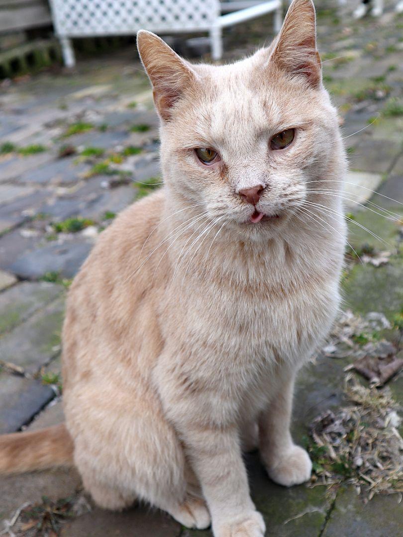 Buffy #1 (Jerard), a Adoptable mixed breed in Apollo, PA image 1/6