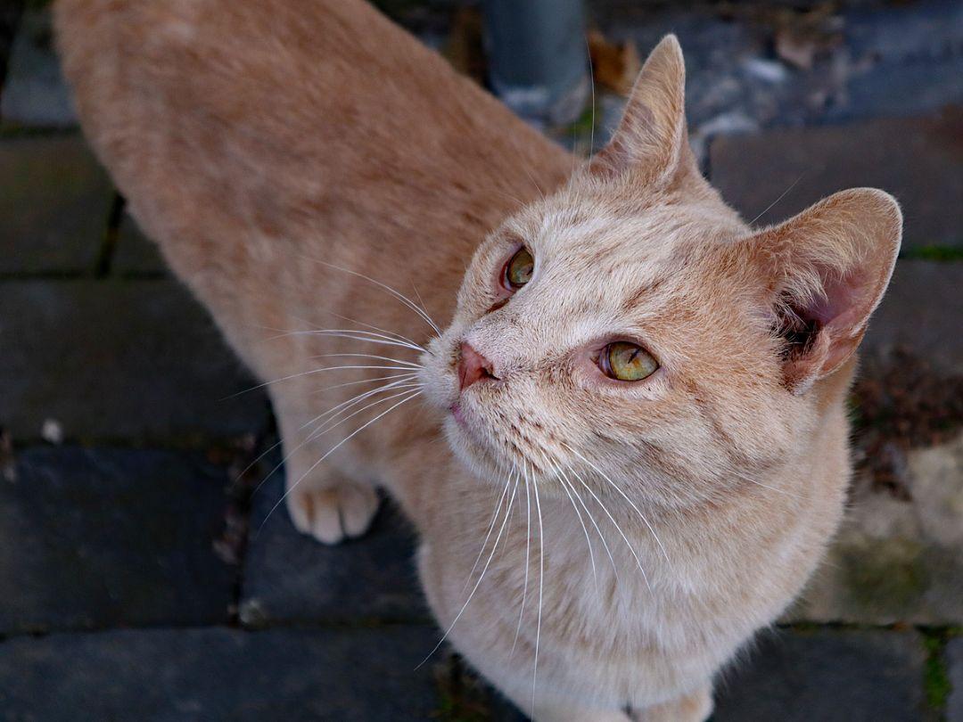 Buffy #1 (Jerard) — thumbnail 2