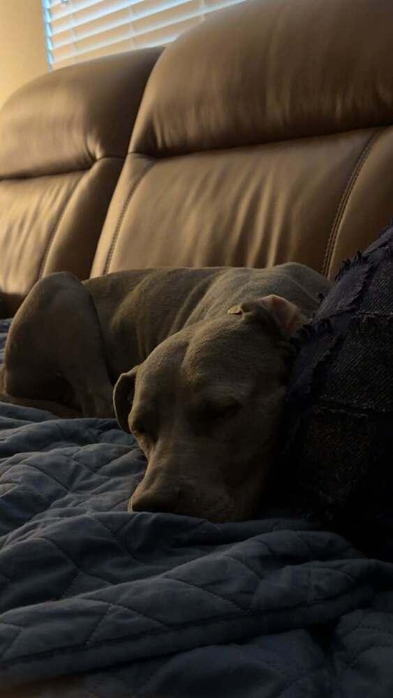 Misty ( AVAILABLE 12/21), Adoptable, Adult Female Staffordshire Bull Terrier.