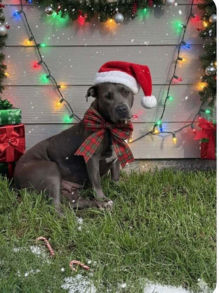 Enlarge Misty ( AVAILABLE 12/21), a Adoptable mixed breed in Leverett, MA image 2/4