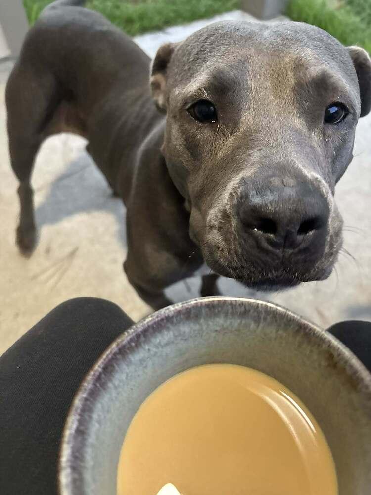 Enlarge Misty ( AVAILABLE 12/21), a Adoptable mixed breed in Leverett, MA image 3/4