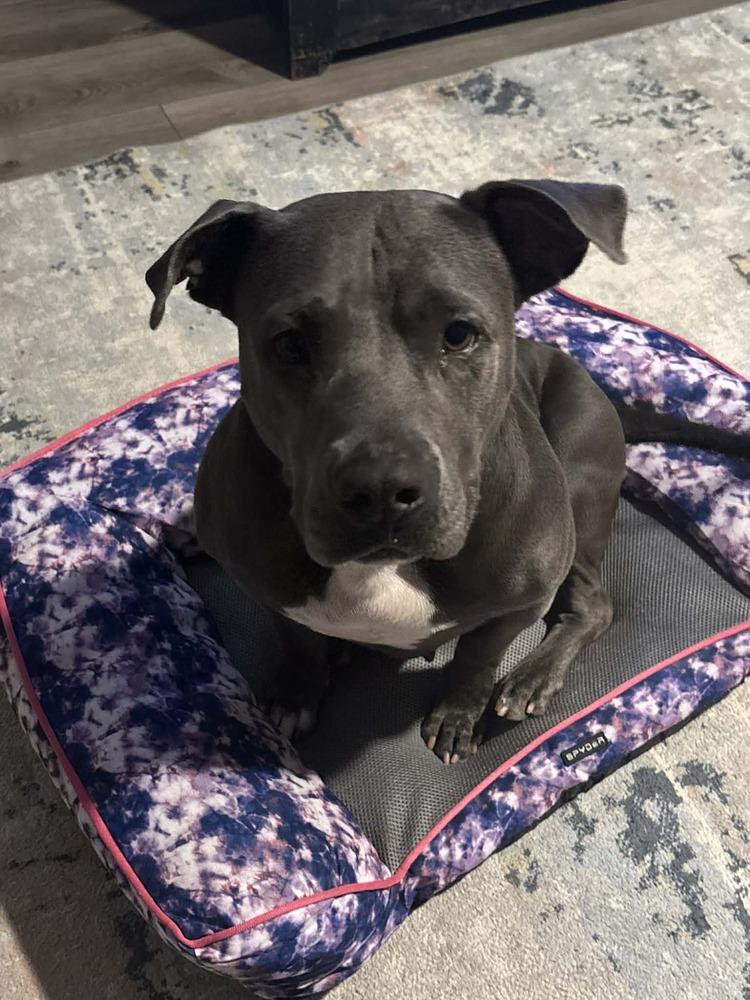 Enlarge Misty ( AVAILABLE 12/21), a Adoptable mixed breed in Leverett, MA image 4/4