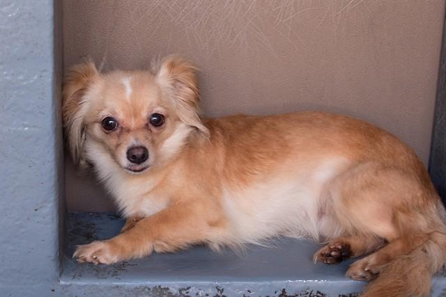 POP, Adoptable, Young Female Chihuahua.