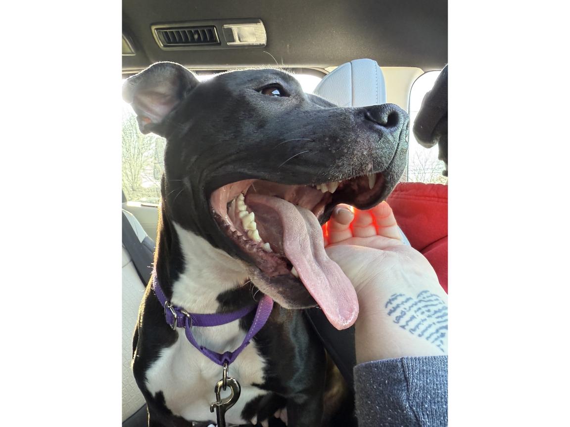 Enlarge Cleo Patty, a Adoptable mixed breed in Hilton, NY image 2/2