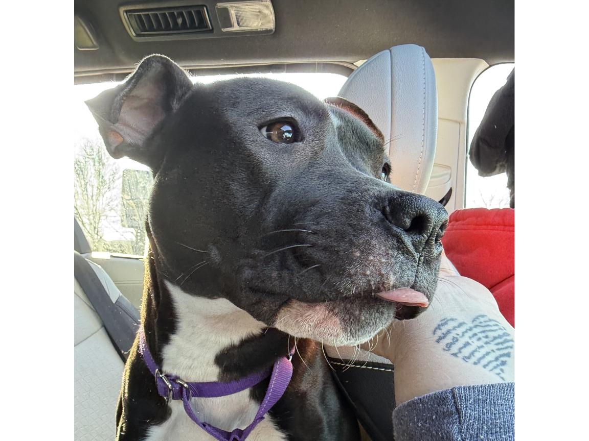 Enlarge Cleo Patty, a Adoptable mixed breed in Hilton, NY image 1/2