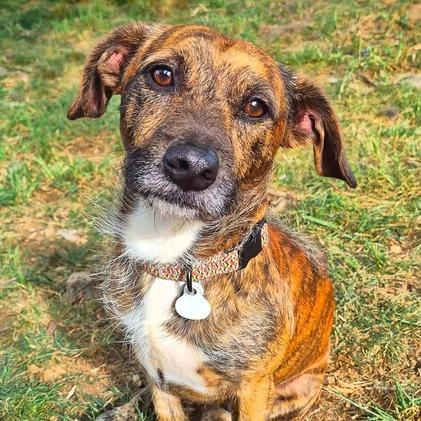 Enlarge Max, a Adoptable Dachshund in Johnson City, TN image 1/3