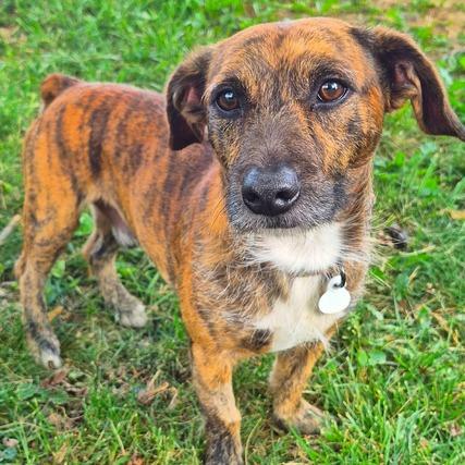 Enlarge Max, a Adoptable Dachshund in Johnson City, TN image 2/3