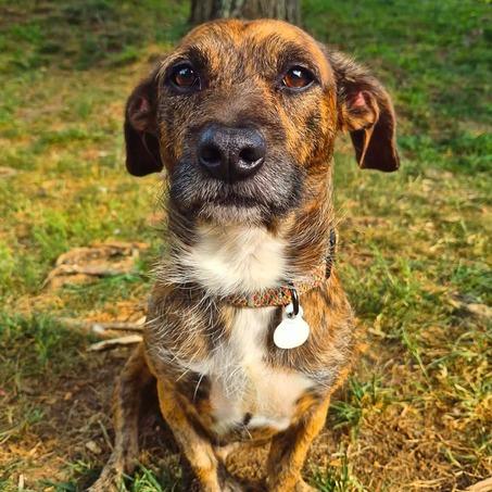Enlarge Max, a Adoptable Dachshund in Johnson City, TN image 3/3