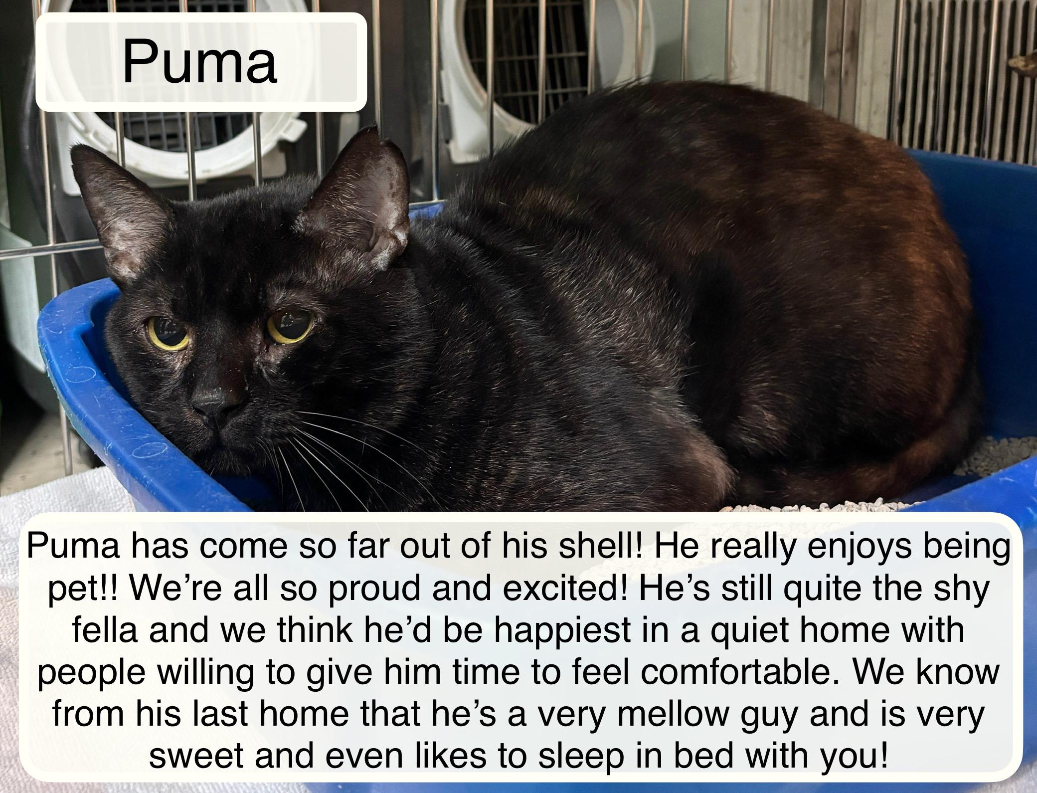 Puma, ADOPTABLE, Adult Male Domestic Short Hair.