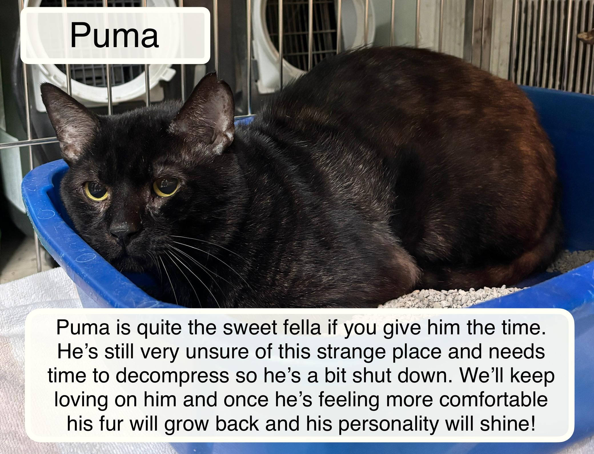 Enlarge Puma, a ADOPTABLE Domestic Short Hair in Ellicott City, MD image 1/2