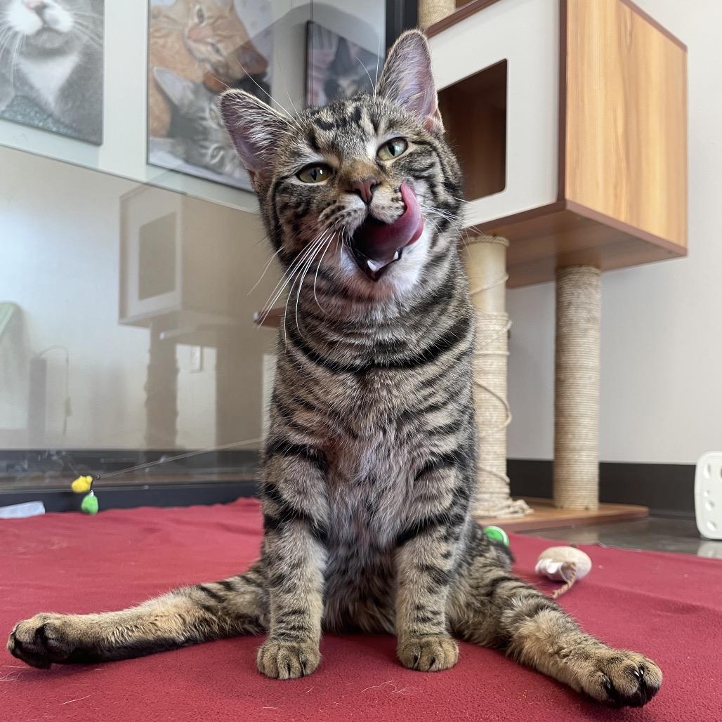 Enlarge Myra, a Adoptable Domestic Short Hair in Nashville, IN image 2/6