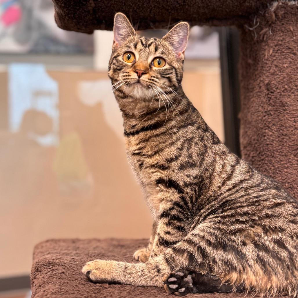 Enlarge Myra, a Adoptable Domestic Short Hair in Nashville, IN image 3/6