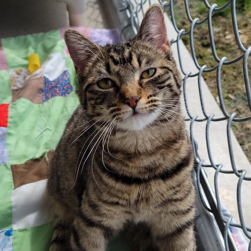 Enlarge Myra, a Adoptable Domestic Short Hair in Nashville, IN image 4/6