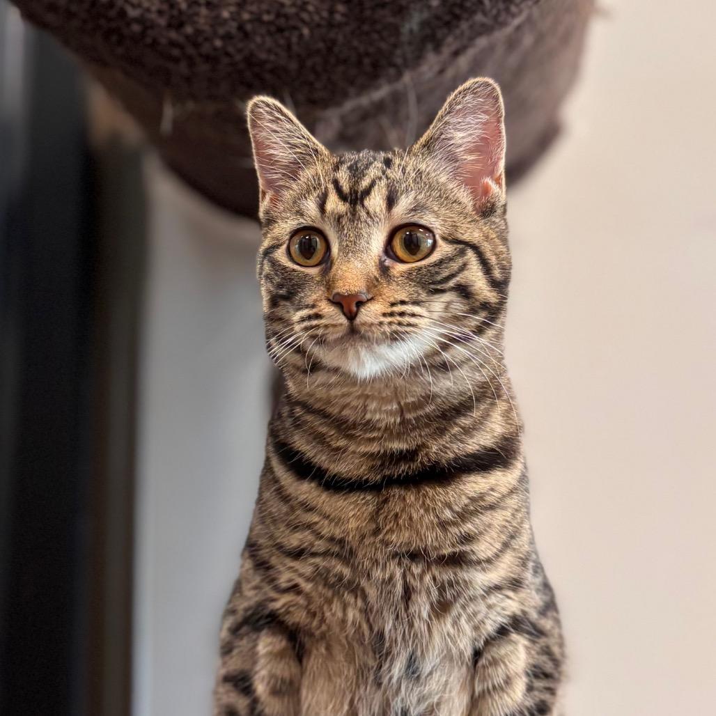 Enlarge Myra, a Adoptable Domestic Short Hair in Nashville, IN image 4/6