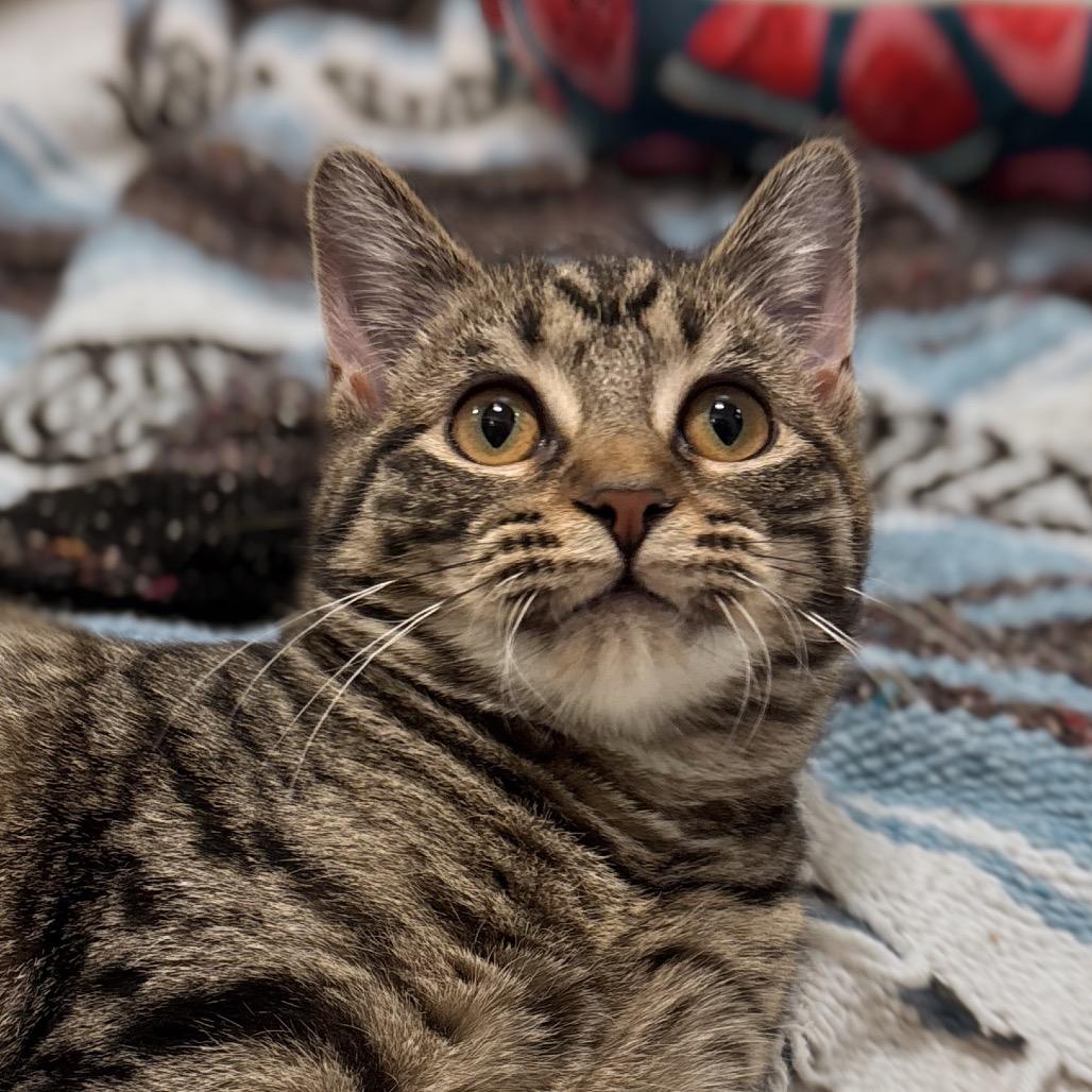 Enlarge Myra, a Adoptable Domestic Short Hair in Nashville, IN image 5/6