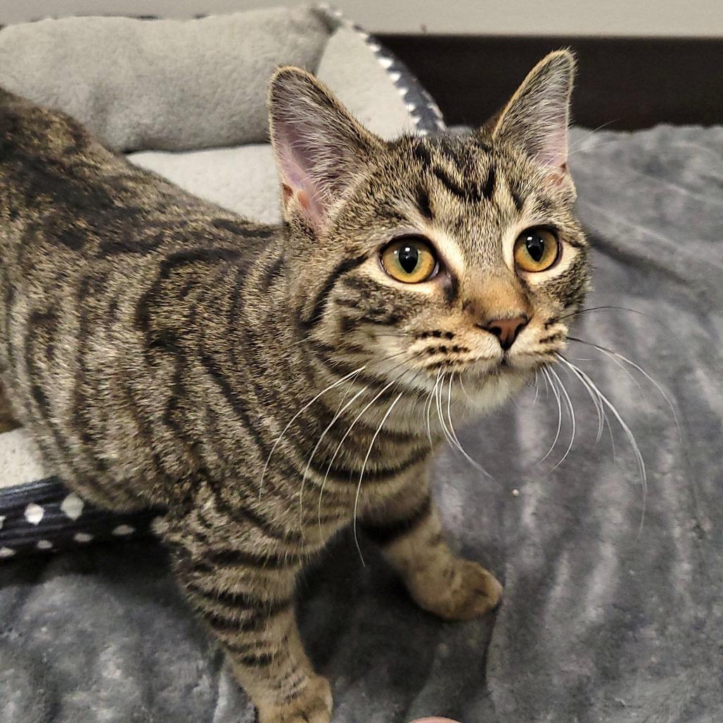 Enlarge Myra, a Adoptable Domestic Short Hair in Nashville, IN image 6/6