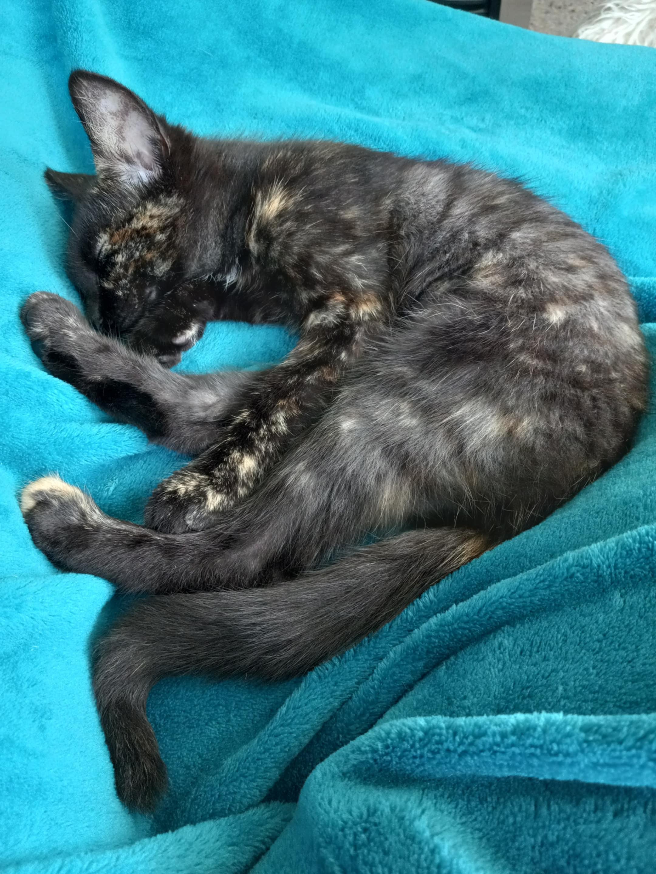 Enlarge Aphrodite, a Adoptable mixed breed in Harrisburg, PA image 5/5