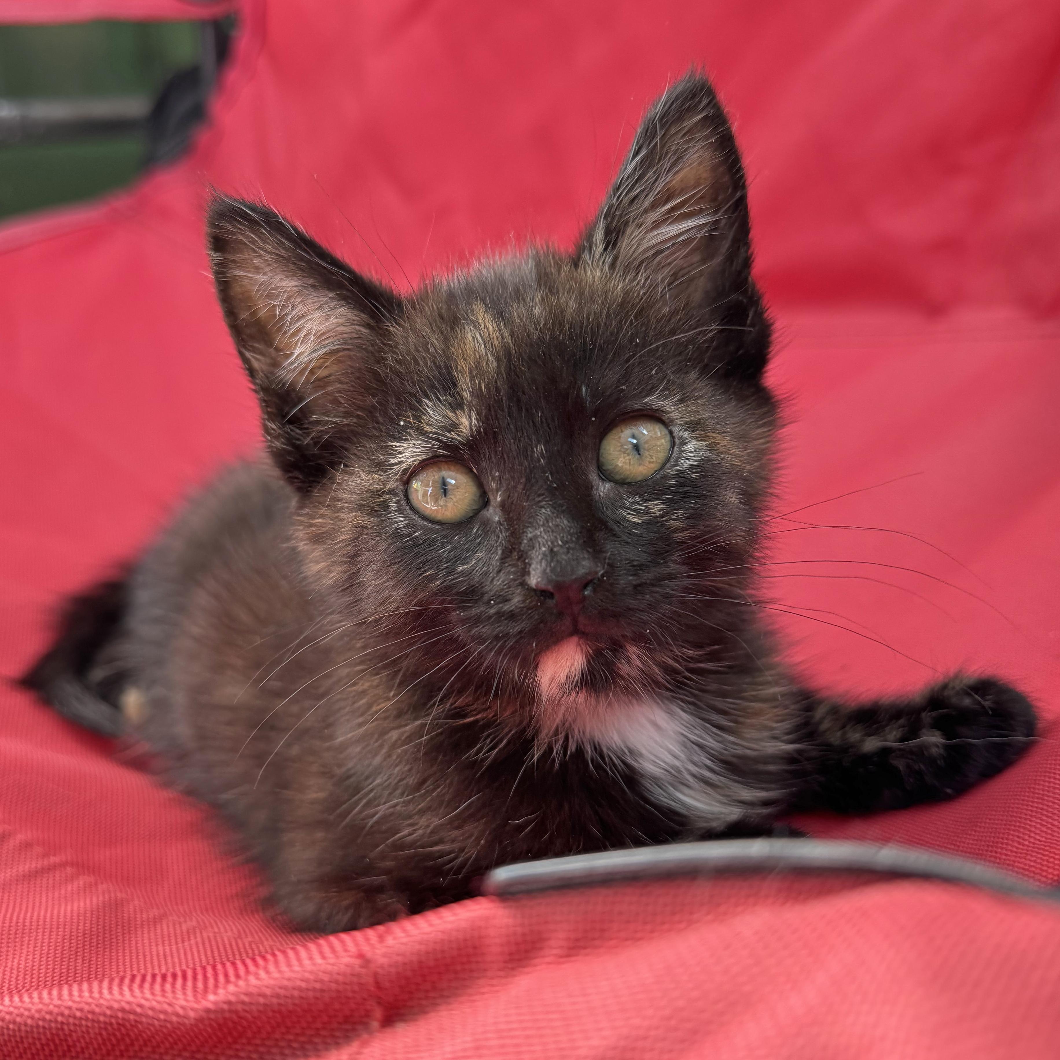 Enlarge Aphrodite, a Adoptable mixed breed in Harrisburg, PA image 3/5