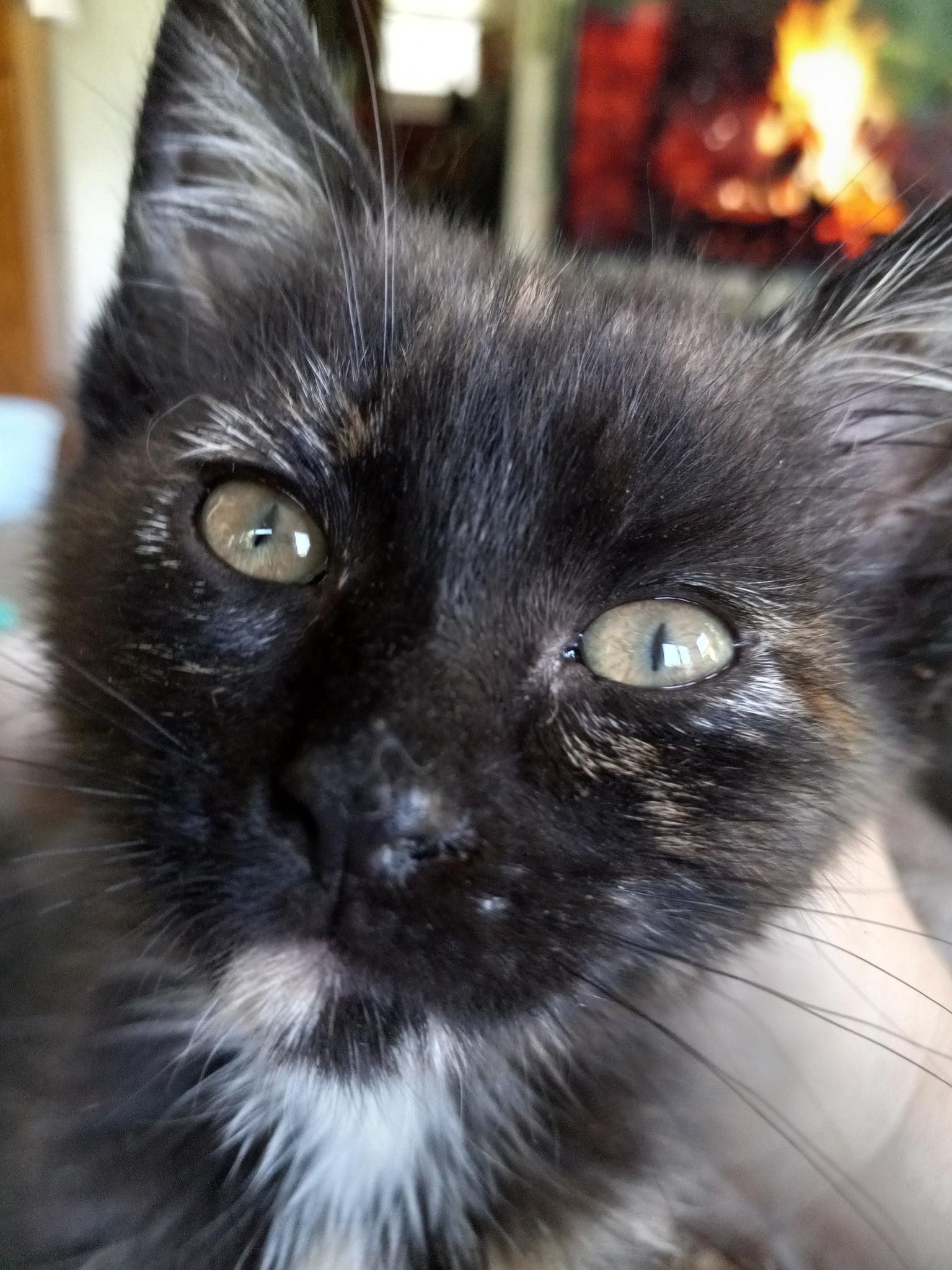 Aphrodite, Adoptable, Kitten Female Tortoiseshell & Domestic Short Hair.