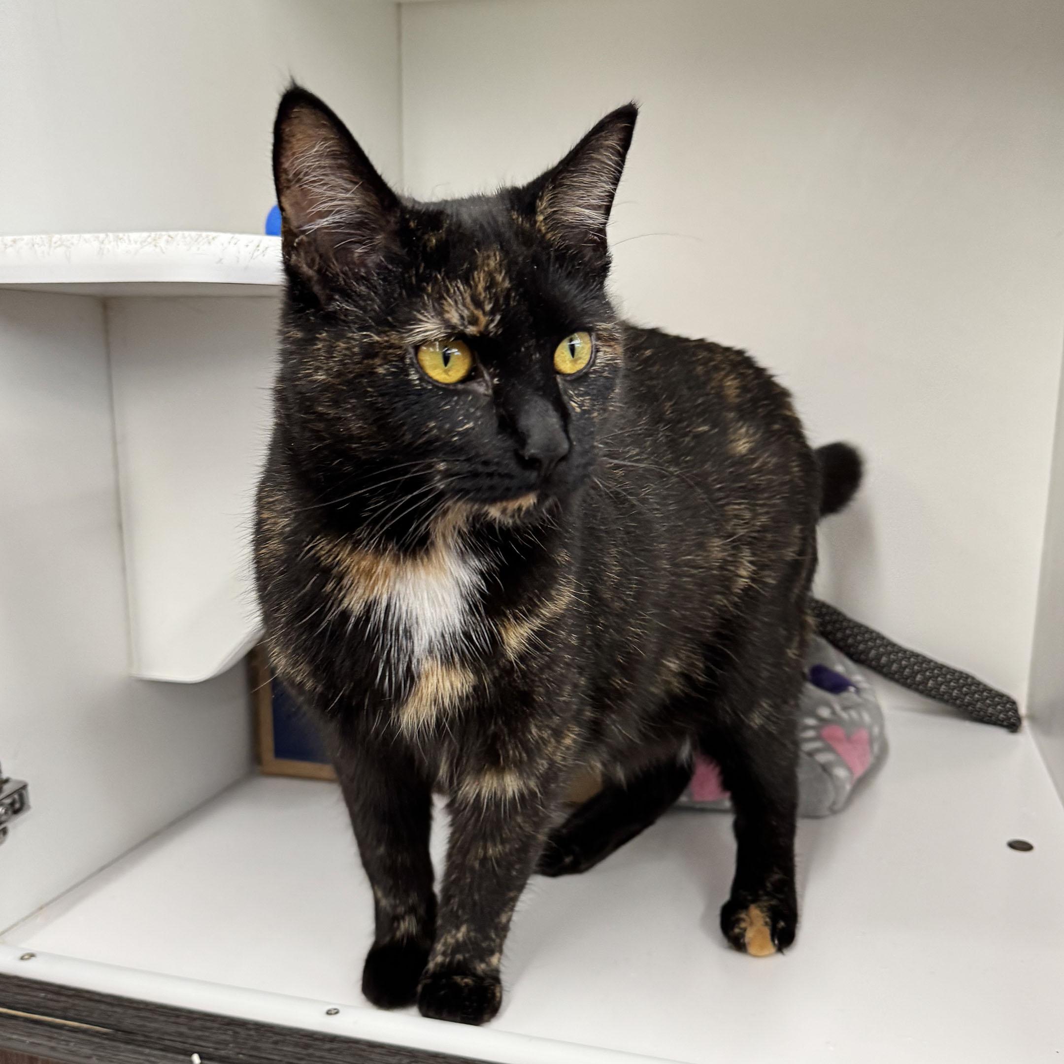 Aphrodite  Meet Me thumbnail 4