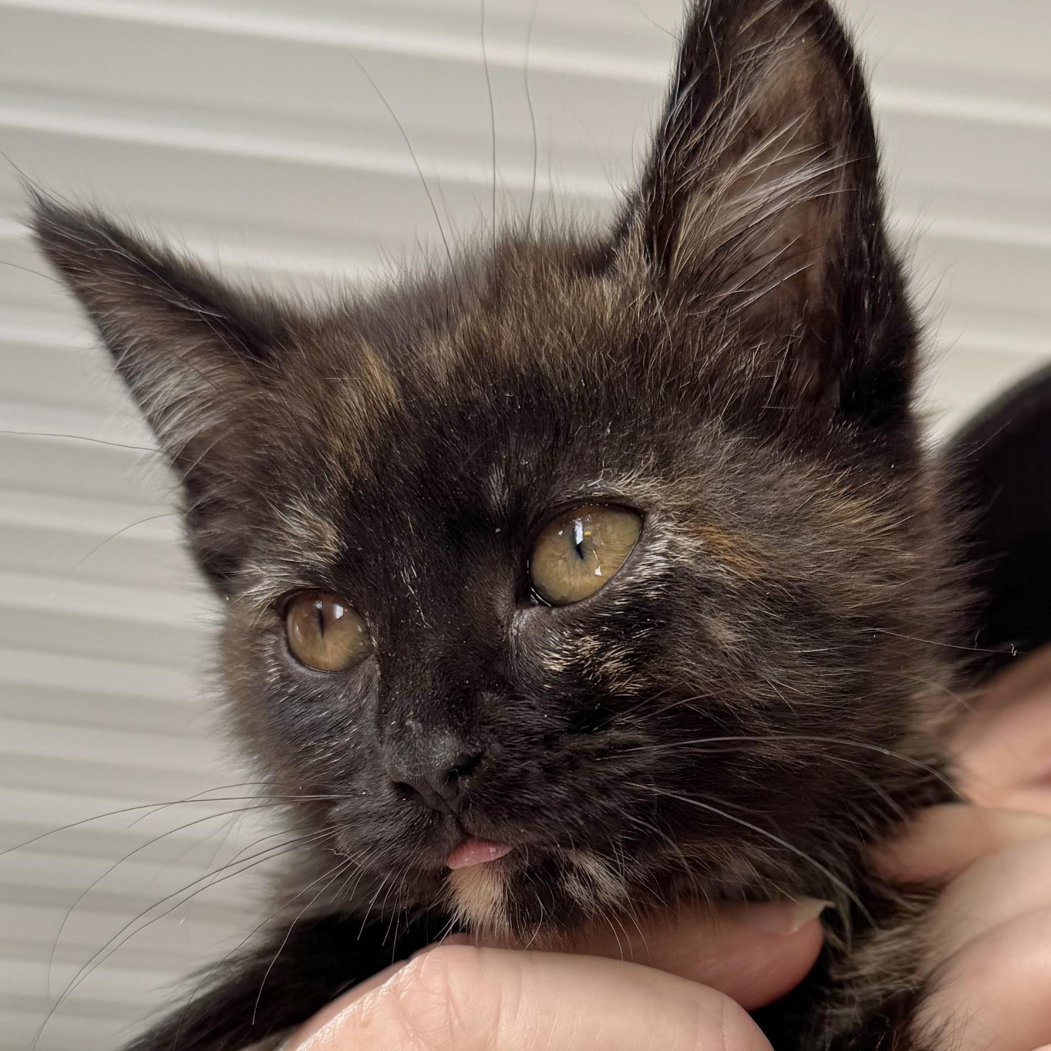 Enlarge Aphrodite, a Adoptable mixed breed in Harrisburg, PA image 4/5