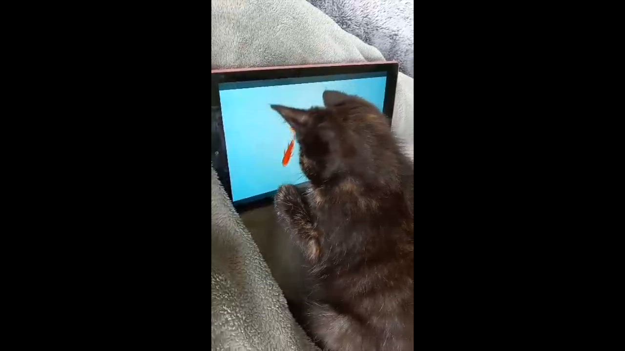 Enlarge Aphrodite, a Adoptable mixed breed in Harrisburg, PA video 2/5