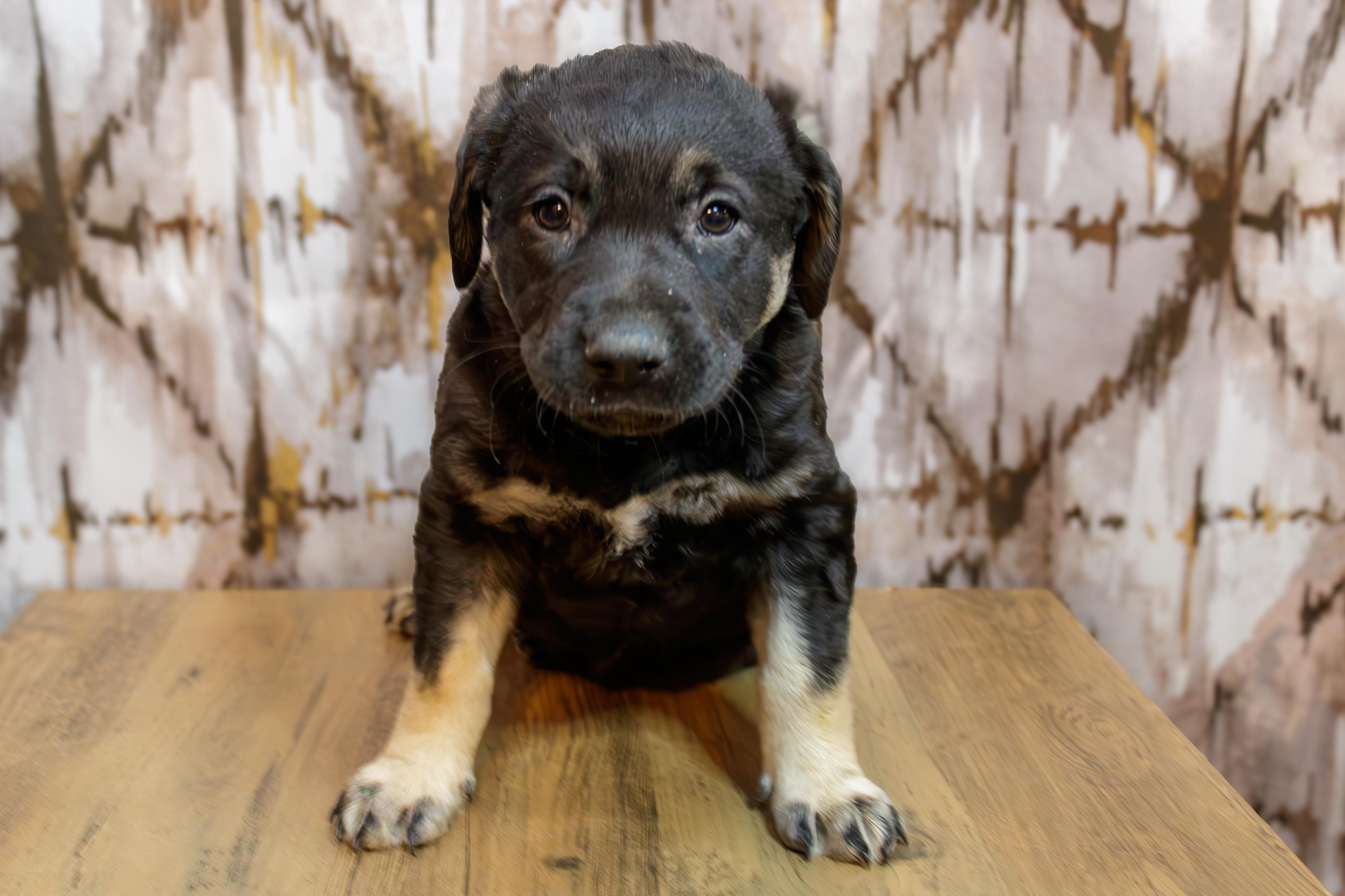 Bernice, Adopted, Adult Female Rottweiler & Australian Shepherd.