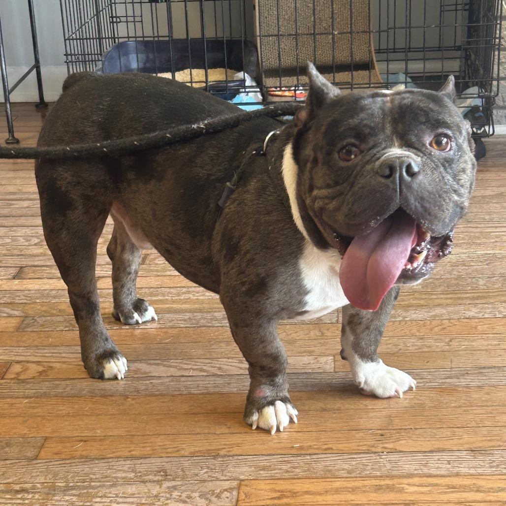 Zero II 26-054, Adoptable, Adult Male English Bulldog & Mixed Breed.