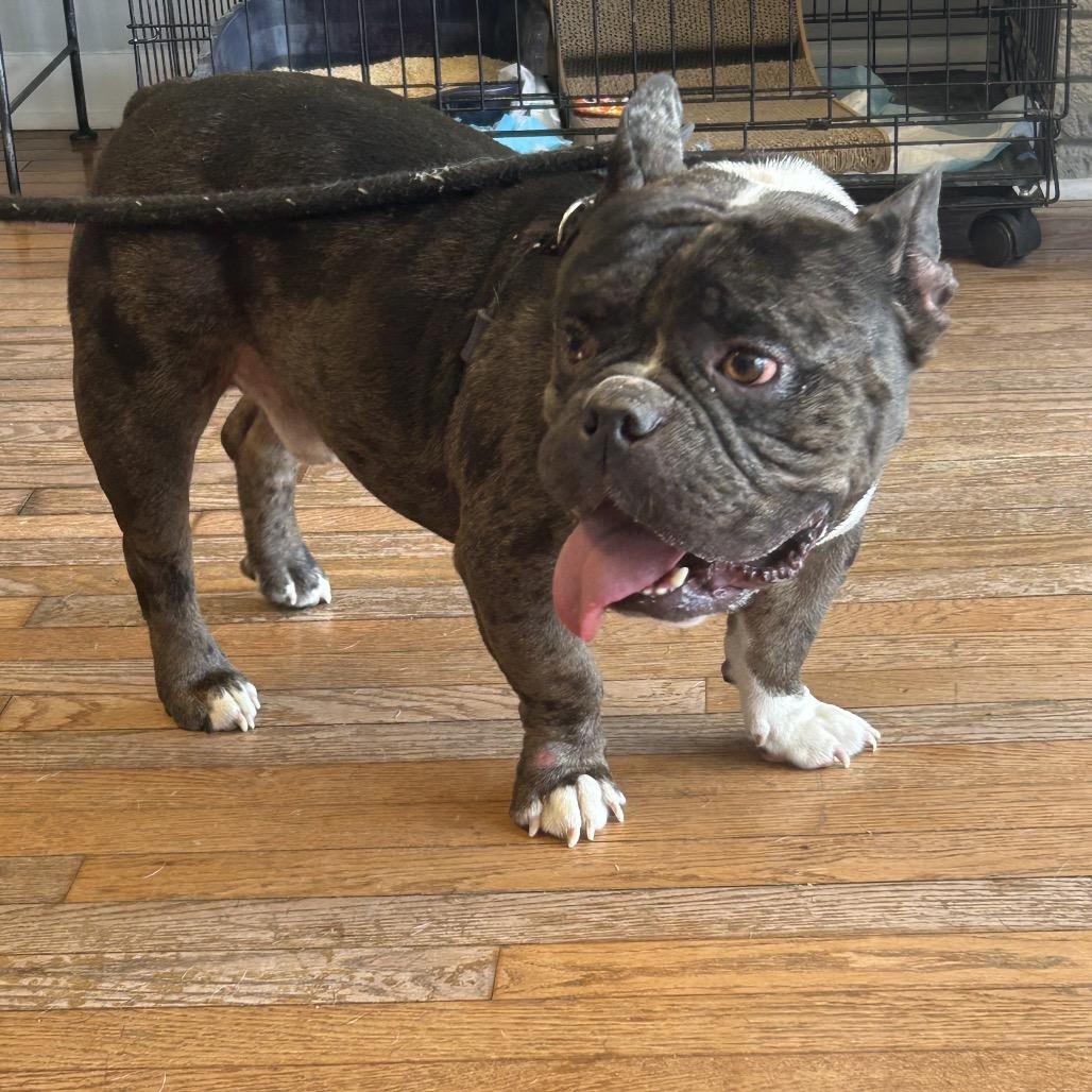 Enlarge Zero II 26-054, a Adoptable mixed breed in Little Rock, AR image 2/6