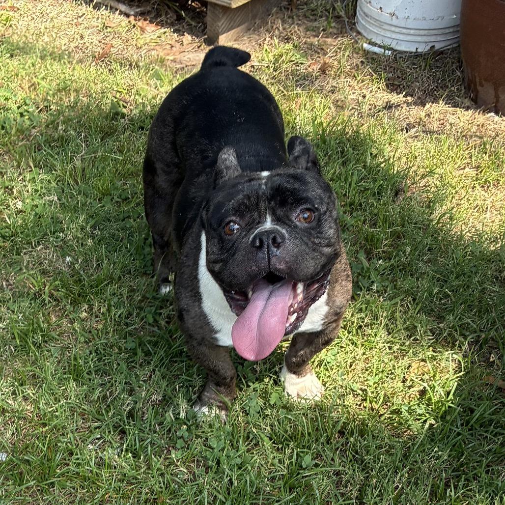 Zero II 26-054, Adoptable, Adult Male English Bulldog & Mixed Breed.